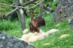 2013 07 06 beauval 136